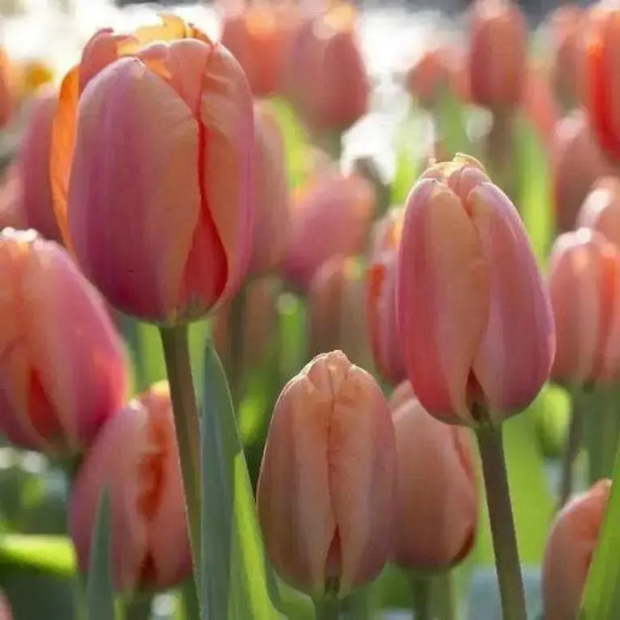 Darwin hybrid tulip "apricot impression" (Bulbs),12/+cm - Caribbean garden seed
