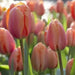 Darwin hybrid tulip "apricot impression" (Bulbs),12/+cm - Caribbean garden seed