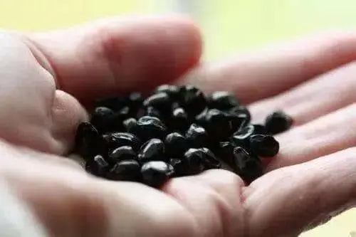 Daylily Seeds- Mix - Re-blooming throughout the season - Ready to Grow ! - Caribbean garden seed