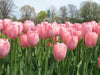 Darwin hybrid tulip BULBS,Mystic Van Eyk ,FALL PLANTING - Caribbean garden seed