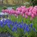 Darwin hybrid tulip BULBS,Mystic Van Eyk ,FALL PLANTING - Caribbean garden seed