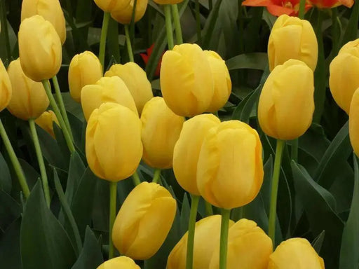 Darwin Hybrid 'Novi Sun' Tulip (Mid to Late) - Caribbean garden seed