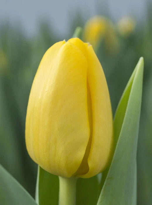 Darwin Hybrid 'Novi Sun' Tulip (Mid to Late) - Caribbean garden seed