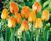 Daydream tulip, flower bulbs. Shipping now! - Caribbean garden seed
