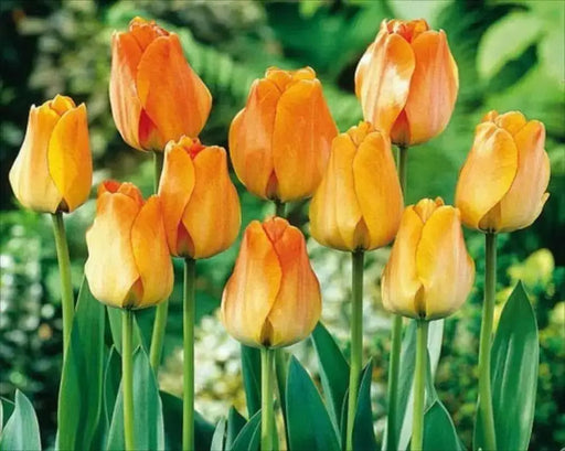 Daydream tulip, flower bulbs. Shipping now! - Caribbean garden seed