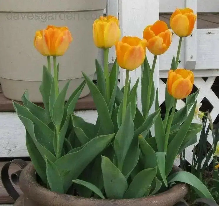 Daydream tulip, flower bulbs. Shipping now! - Caribbean garden seed