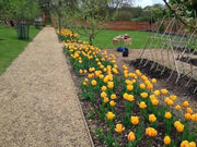 Daydream tulip, flower bulbs. Shipping now! - Caribbean garden seed