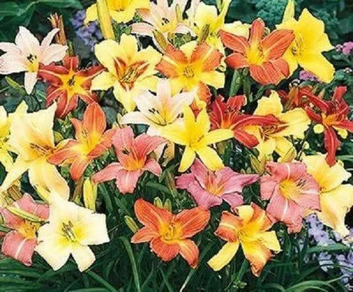DAYLILY ROOT (MIXED COLORS)Perennial, Cold Tolerant - Caribbean garden seed