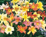 DAYLILY ROOT (MIXED COLORS)Perennial, Cold Tolerant - Caribbean garden seed