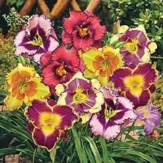 DAYLILY ROOT (MIXED COLORS)Perennial, Cold Tolerant - Caribbean garden seed