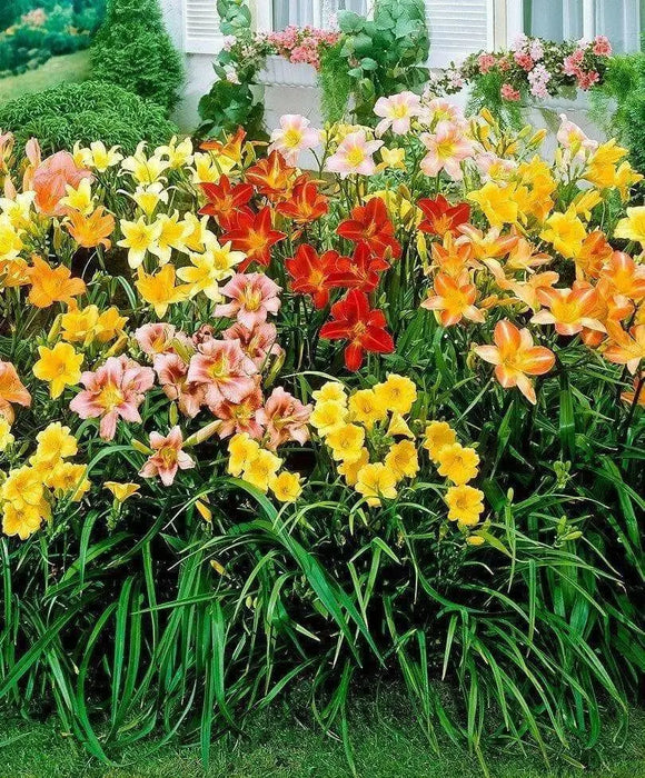 DAYLILY ROOT (MIXED COLORS)Perennial, Cold Tolerant - Caribbean garden seed