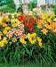 DAYLILY ROOT (MIXED COLORS)Perennial, Cold Tolerant - Caribbean garden seed