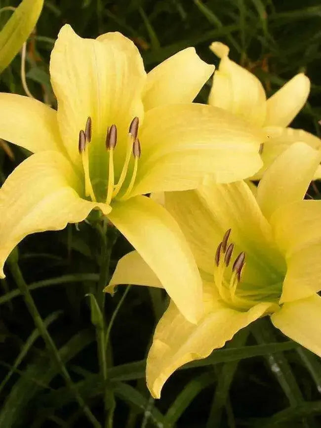 Daylily hyperion hemerocallis (3 roots) perennial, fragrant bloom - Caribbean garden seed