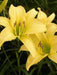 Daylily hyperion hemerocallis (3 roots) perennial, fragrant bloom - Caribbean garden seed