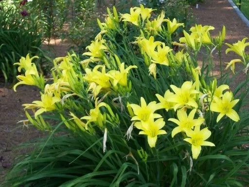 Daylily hyperion hemerocallis (3 roots) perennial, fragrant bloom - Caribbean garden seed