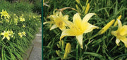 Daylily hyperion hemerocallis (3 roots) perennial, fragrant bloom - Caribbean garden seed