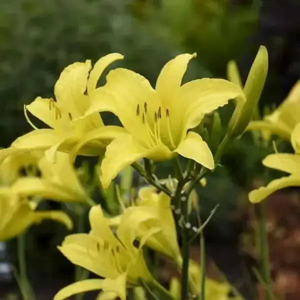 Daylily hyperion hemerocallis (3 roots) perennial, fragrant bloom - Caribbean garden seed