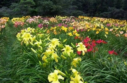 DAYLILY SEEDS, Hemerocallis (Daylilies) hardy, long-lived perennials - Caribbean garden seed