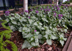 DEAD NETTLE Lamium 'Silver Beacon LIVE STARTER PLANT) PERENNIAL GROUNDCOVER - Caribbean garden seed