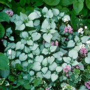 DEAD NETTLE Lamium 'Silver Beacon LIVE STARTER PLANT) PERENNIAL GROUNDCOVER - Caribbean garden seed