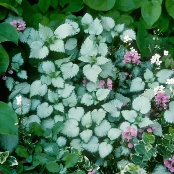 DEAD NETTLE Lamium 'Silver Beacon LIVE STARTER PLANT) PERENNIAL GROUNDCOVER - Caribbean garden seed
