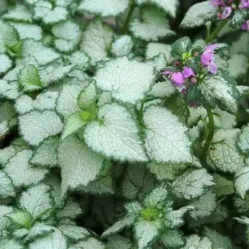 DEAD NETTLE Lamium 'Silver Beacon LIVE STARTER PLANT) PERENNIAL GROUNDCOVER - Caribbean garden seed