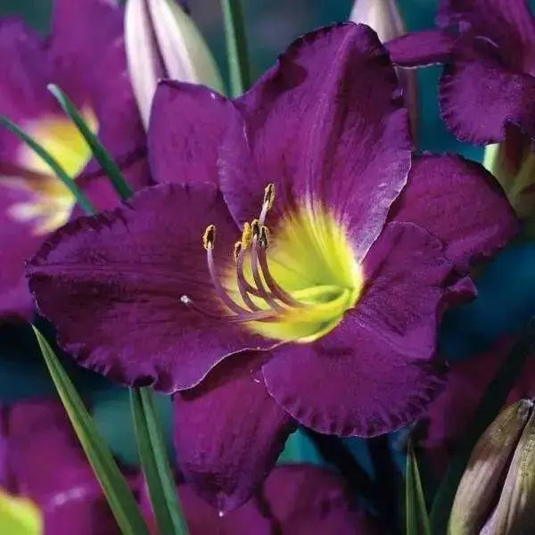 Daylily Purple D'Oro' hemerocallis (3 roots) perenniaL - Caribbean garden seed