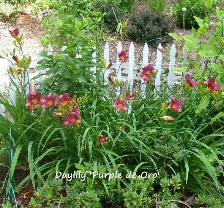 Daylily Purple D'Oro' hemerocallis (3 roots) perenniaL - Caribbean garden seed