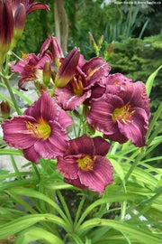Daylily Purple D'Oro' hemerocallis (3 roots) perenniaL - Caribbean garden seed