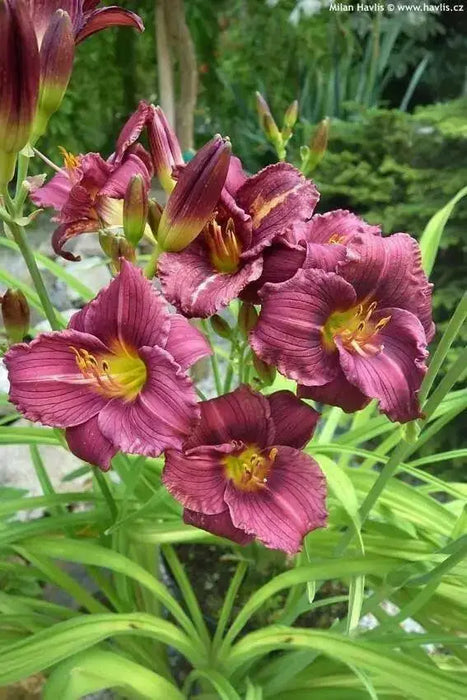 Daylily Purple D'Oro' hemerocallis (3 roots) perenniaL - Caribbean garden seed