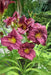 Daylily Purple D'Oro' hemerocallis (3 roots) perenniaL - Caribbean garden seed