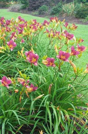 Daylily Purple D'Oro' hemerocallis (3 roots) perenniaL - Caribbean garden seed