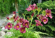 Daylily Purple D'Oro' hemerocallis (3 roots) perenniaL - Caribbean garden seed