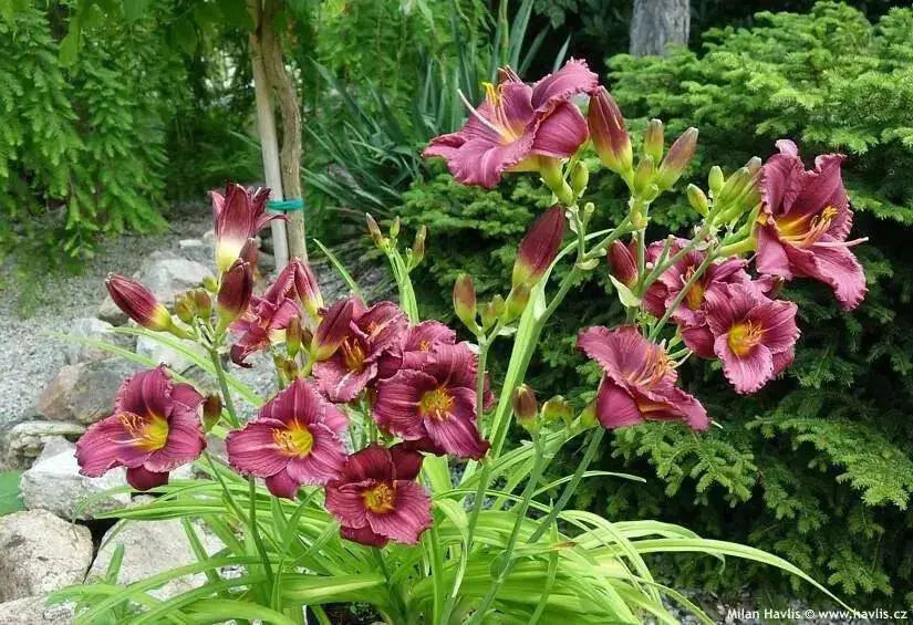 Daylily Purple D'Oro' hemerocallis (3 roots) perenniaL - Caribbean garden seed