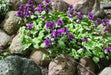 DEAD NETTLE  'Red Nancy'(LIVE STARTER PLANT) PERENNIAL GROUNDCOVER - Caribbean garden seed