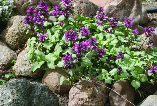 DEAD NETTLE  'Red Nancy'(LIVE STARTER PLANT) PERENNIAL GROUNDCOVER - Caribbean garden seed