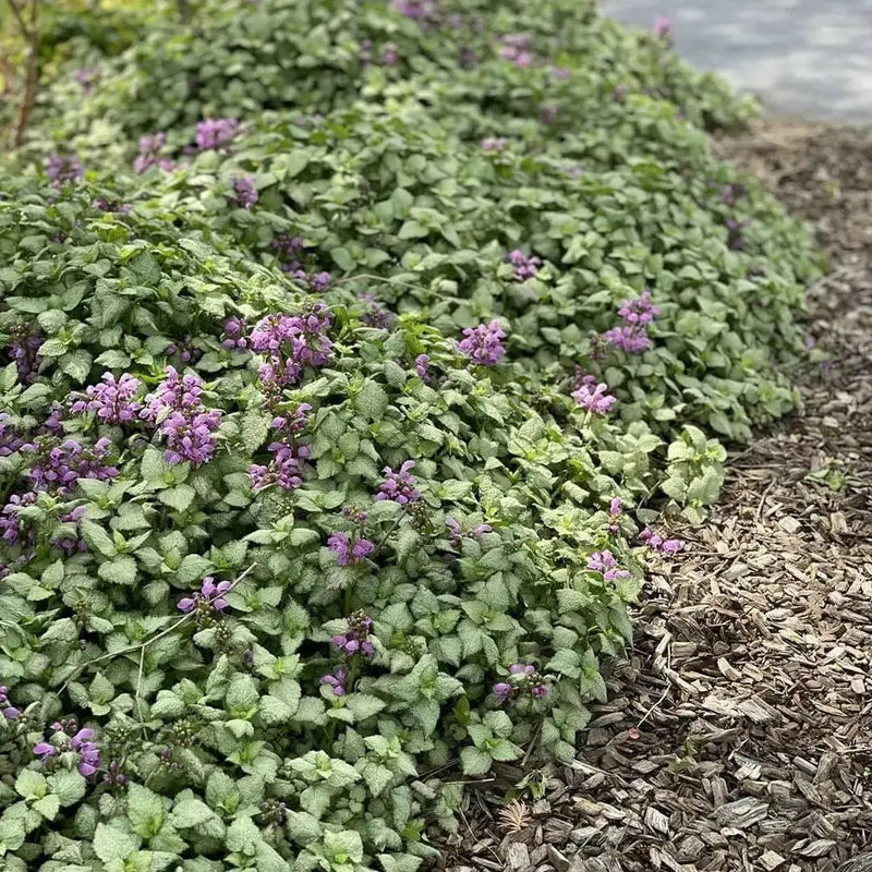 DEAD NETTLE  'Red Nancy'(LIVE STARTER PLANT) PERENNIAL GROUNDCOVER - Caribbean garden seed
