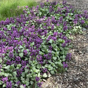 DEAD NETTLE  'Red Nancy'(LIVE STARTER PLANT) PERENNIAL GROUNDCOVER - Caribbean garden seed