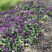 DEAD NETTLE  'Red Nancy'(LIVE STARTER PLANT) PERENNIAL GROUNDCOVER - Caribbean garden seed