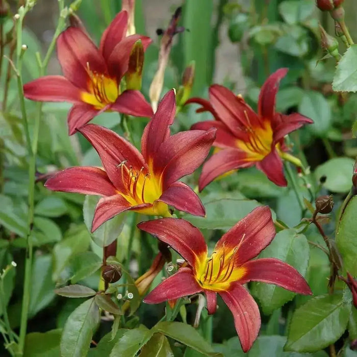 DAYLILY- Hemerocallis 'Autumn Red' BAREROOT - Caribbean garden seed