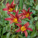 DAYLILY- Hemerocallis 'Autumn Red' BAREROOT - Caribbean garden seed