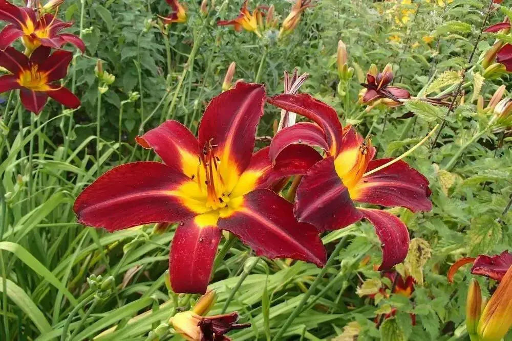 DAYLILY- Hemerocallis 'Autumn Red' BAREROOT - Caribbean garden seed
