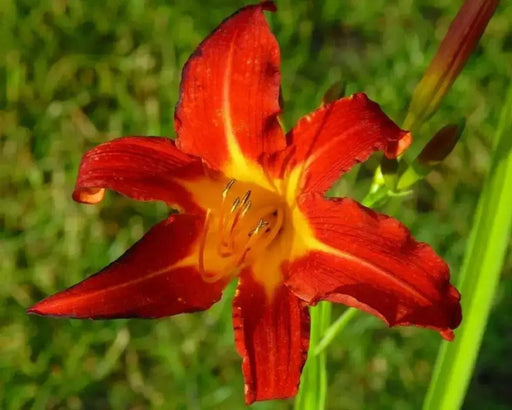 DAYLILY- Hemerocallis 'Autumn Red' BAREROOT - Caribbean garden seed