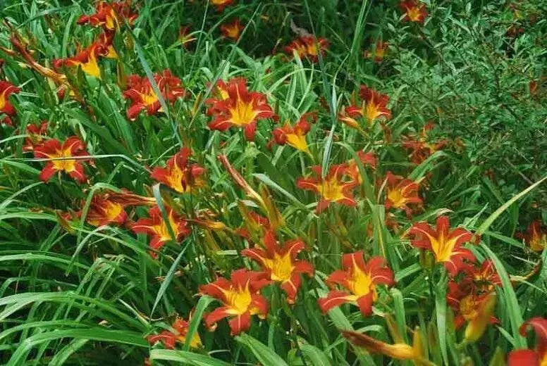 DAYLILY- Hemerocallis 'Autumn Red' BAREROOT - Caribbean garden seed