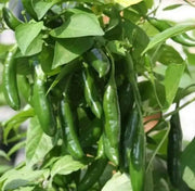 Dedo de Moca Pepper Seeds , (Capsicum baccatum) pimenta-calabresa. Brazilian Heirloom! - Caribbean garden seed