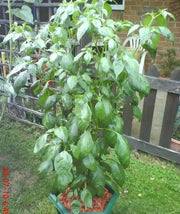 Dedo de Moca Pepper Seeds , (Capsicum baccatum) pimenta-calabresa. Brazilian Heirloom! - Caribbean garden seed