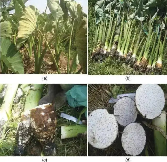 DASHEEN ROOT,EDDOS, LARGE TARO, CARIBBEAN PRODUCTS - Caribbean garden seed