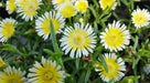 Delosperma Wheels Of Wonder Limoncello , ICE PLANT - Caribbean garden seed