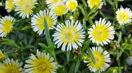 Delosperma Wheels Of Wonder Limoncello , ICE PLANT - Caribbean garden seed