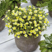 Delosperma Wheels Of Wonder Limoncello , ICE PLANT - Caribbean garden seed
